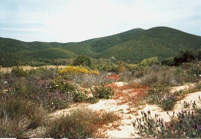 dune fiorite