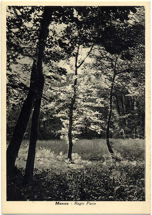il bosco